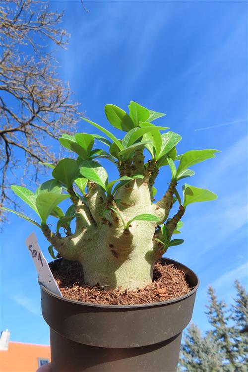 Adenium Baobab