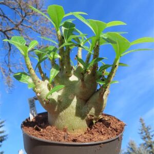 Adenium Baobab