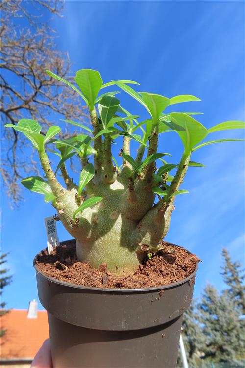 Adenium Baobab