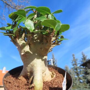 Adenium Baobab
