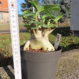 Adenium Baobab