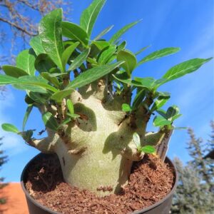 Adenium Baobab