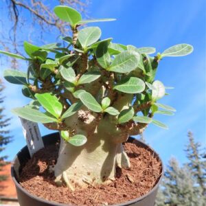 Adenium Baobab