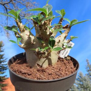 Adenium Baobab