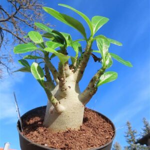 Adenium Baobab