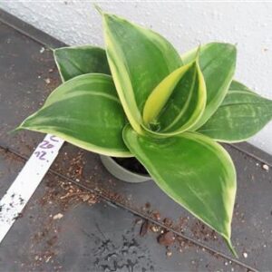 Sansevieria hahnii Stars & Stripes