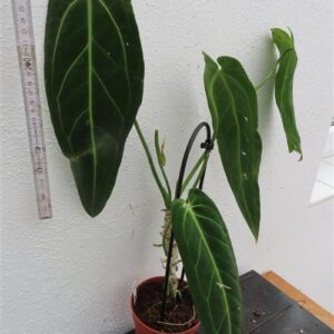 Anthurium warocqueanum