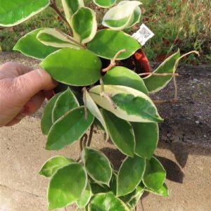 Hoya carnosa Krimson Queen