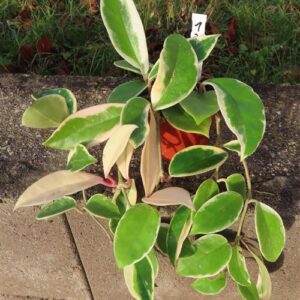 Hoya carnosa Krimson Queen