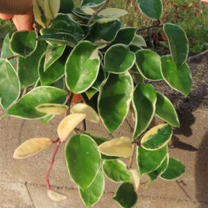 Hoya carnosa Krimson Queen