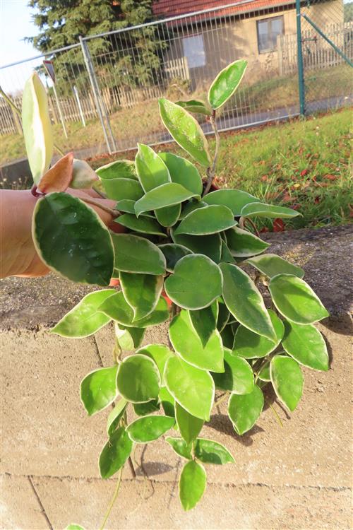 Hoya carnosa Krimson Queen