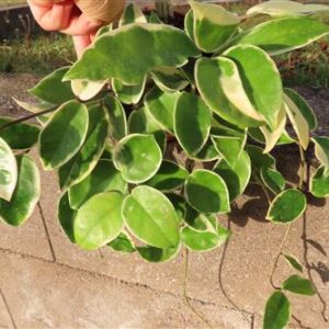 Hoya carnosa Krimson Queen