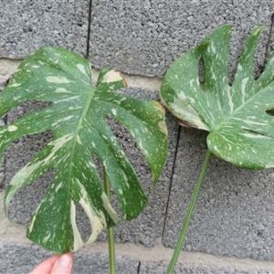 Monstera Thai Constellation