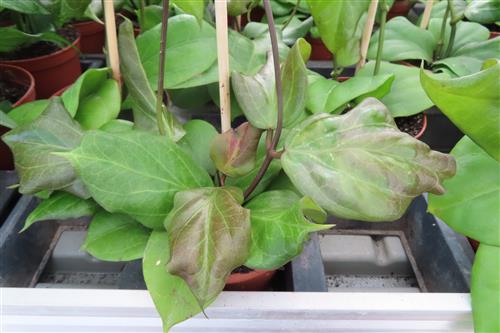 Hoya chuniana – Bild 2