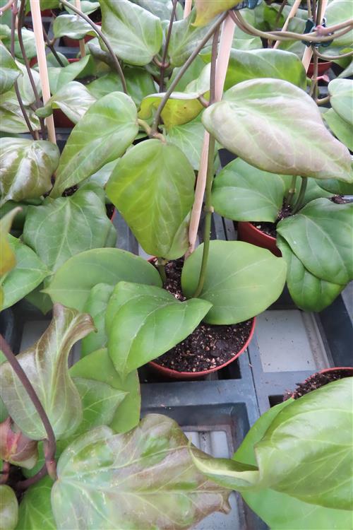 Hoya chuniana – Bild 3