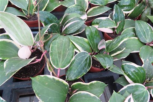 Hoya latifolia albo Round Leaf – Bild 2