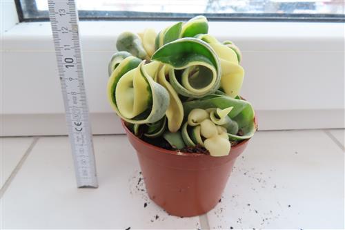 Hoya carnosa compacta regalis – Bild 3