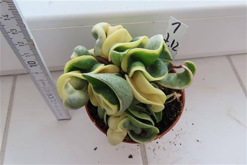 Hoya carnosa compacta regalis – Bild 2