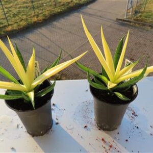 Sansevieria Comet Chrysantha Lemon