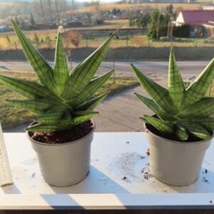 Sansevieria Yaya Fan