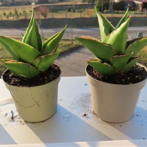Sansevieria Temple crown