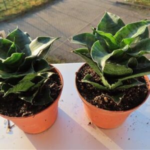 Sansevieria Mahanakorn