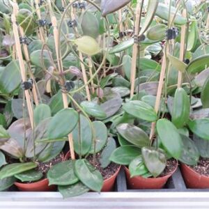 Hoya vangviengiensis