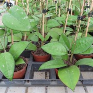 Hoya sp. Malang