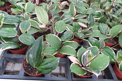 Hoya latifolia albo Round Leaf