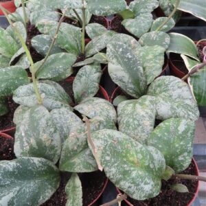 Hoya Waymaniae Kapuas