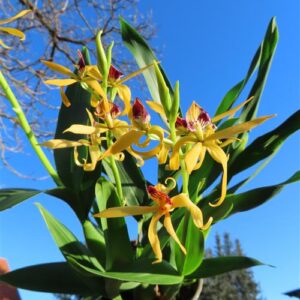 Orchidee Encyclia Hybr.