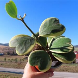 Hoya kerrii variegata