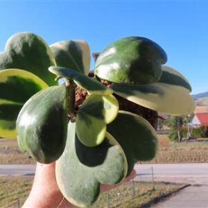 Hoya kerrii variegata