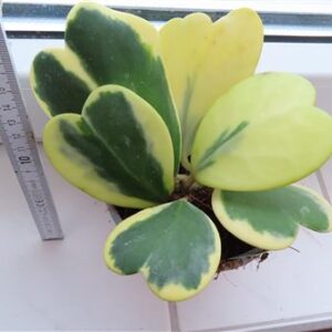 Hoya kerrii variegata