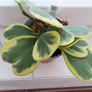 Hoya kerrii variegata