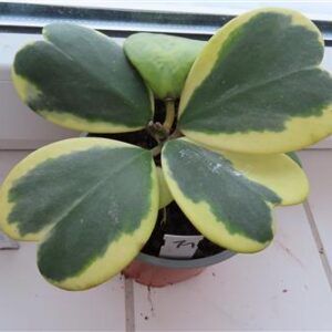 Hoya kerrii variegata