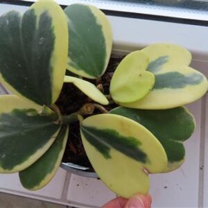 Hoya kerrii variegata
