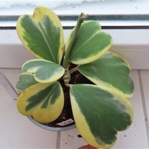 Hoya kerrii variegata