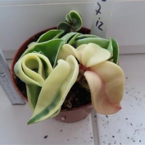 Hoya carnosa compacta regalis