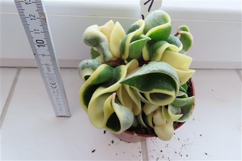 Hoya carnosa compacta regalis