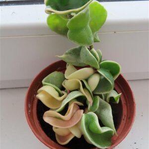 Hoya carnosa compacta regalis