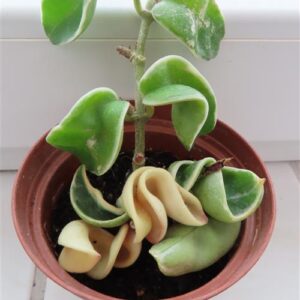 Hoya carnosa compacta regalis