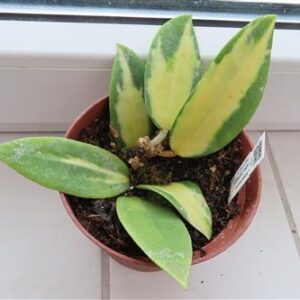 Hoya acuta albo variegata