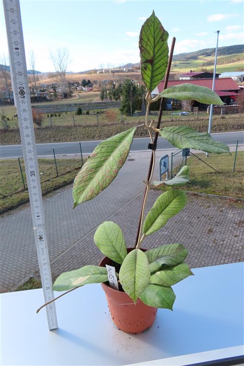 Hoya Sabah – Bild 2