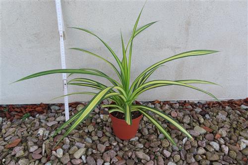 Schraubenbaum Pandanus tectorius Baptistii variegata – Bild 2