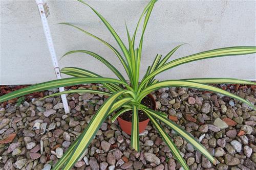Schraubenbaum Pandanus tectorius Baptistii variegata – Bild 3