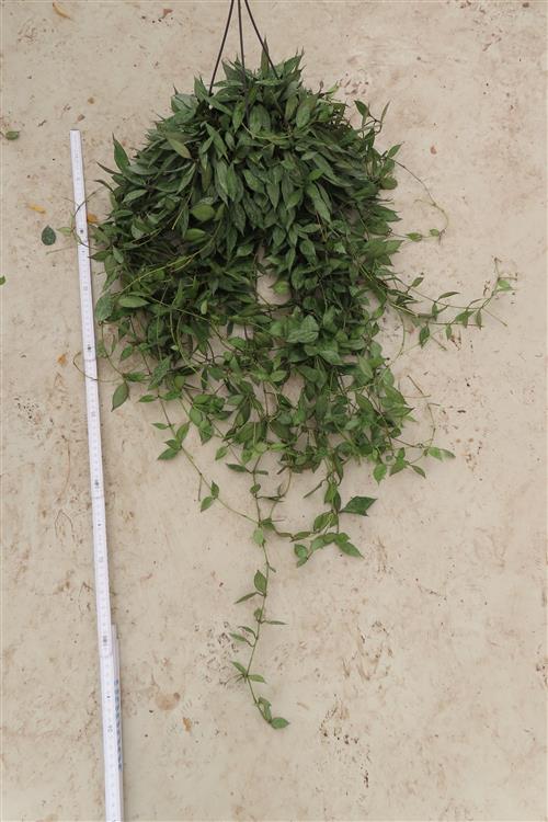 Hoya lacunosa Laos – Bild 2