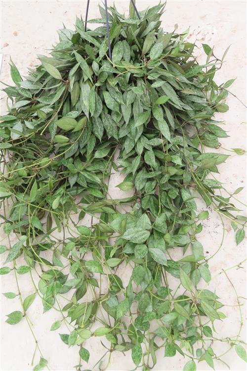 Hoya lacunosa Laos – Bild 3