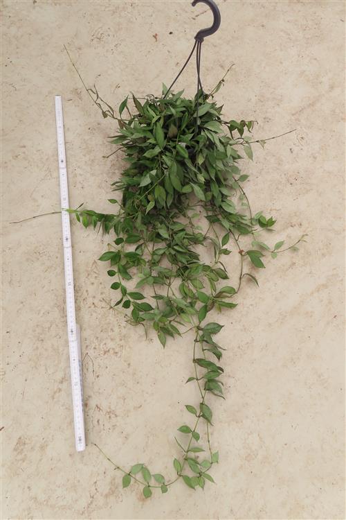 Hoya lacunosa Laos – Bild 3