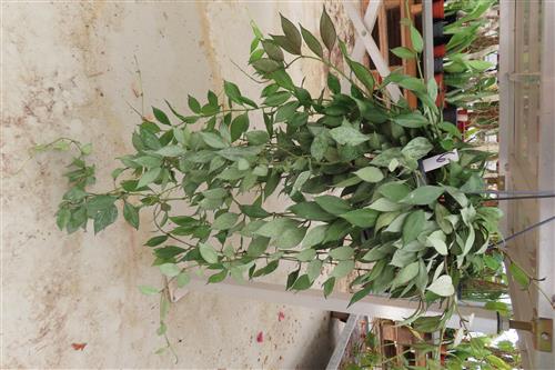 Hoya lacunosa Laos – Bild 2